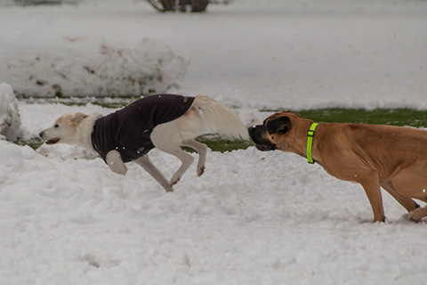 Hundewiese Eickhorst
