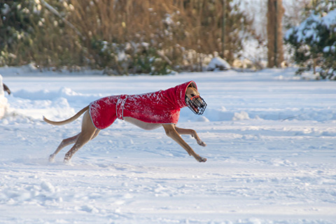 Hundewiese Eickhorst