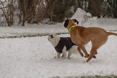 Hundewiese Eickhorst