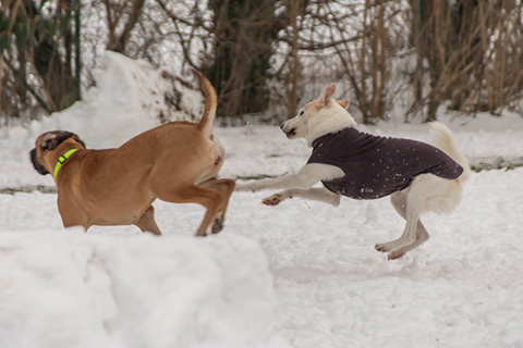 Hundewiese Eickhorst