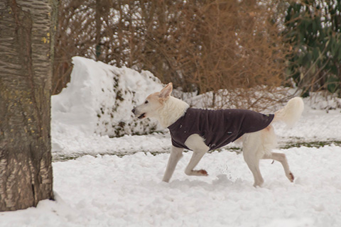 Hundewiese Eickhorst