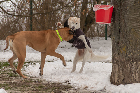 Hundewiese Eickhorst