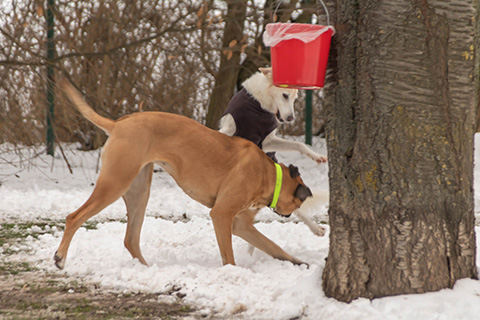 Hundewiese Eickhorst
