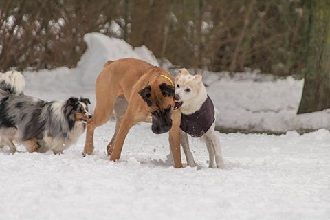Hundewiese Eickhorst