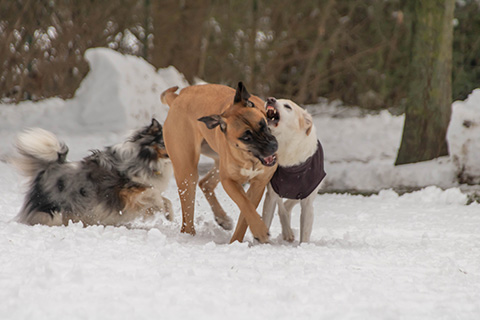 Hundewiese Eickhorst