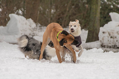 Hundewiese Eickhorst