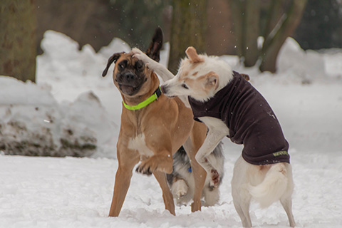 Hundewiese Eickhorst