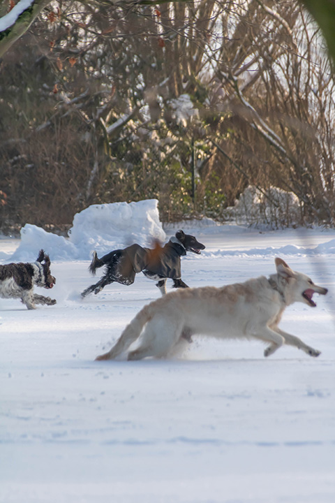 Hundewiese Eickhorst