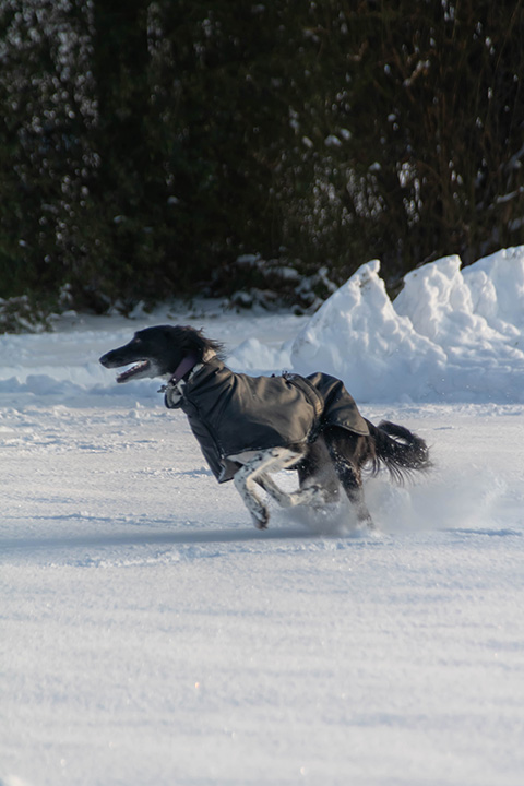 Hundewiese Eickhorst