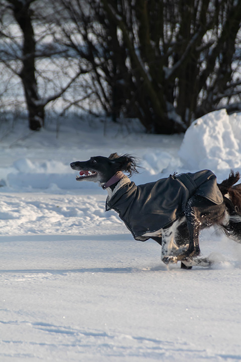 Hundewiese Eickhorst