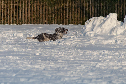 Hundewiese Eickhorst