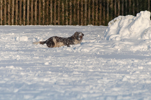 Hundewiese Eickhorst