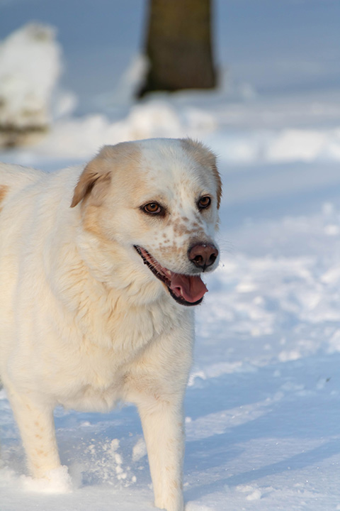 Hundewiese Eickhorst