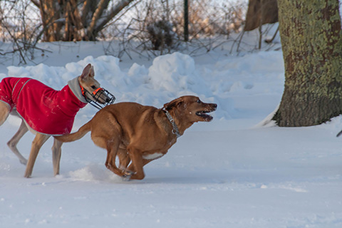 Hundewiese Eickhorst