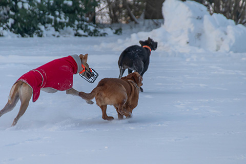 Hundewiese Eickhorst