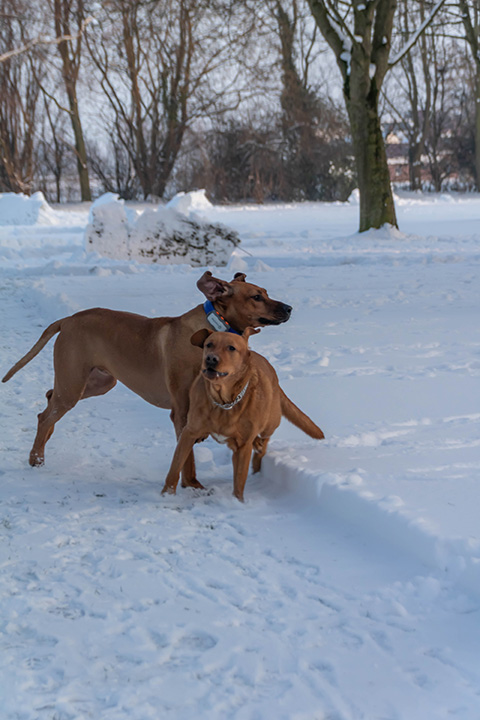 Hundewiese Eickhorst
