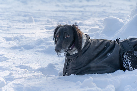Hundewiese Eickhorst
