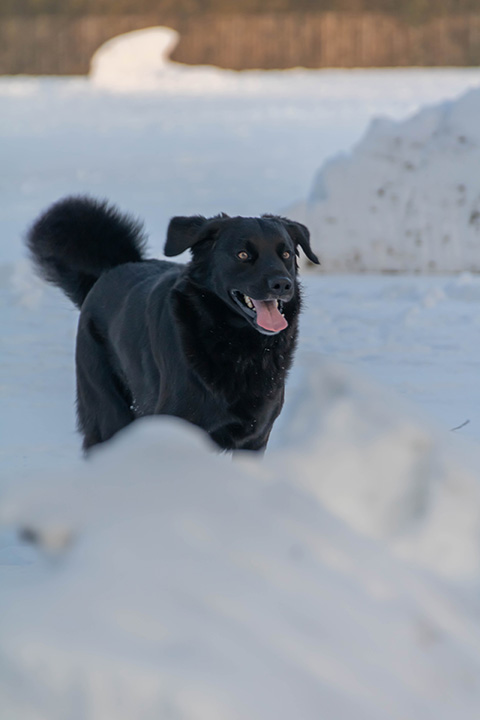 Hundewiese Eickhorst