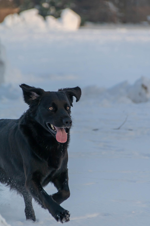 Hundewiese Eickhorst