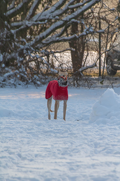 Hundewiese Eickhorst