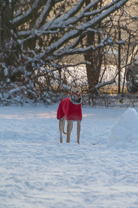 Hundewiese Eickhorst