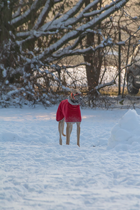 Hundewiese Eickhorst