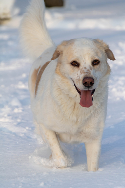 Hundewiese Eickhorst