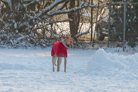 Hundewiese Eickhorst