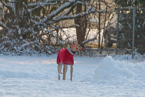 Hundewiese Eickhorst