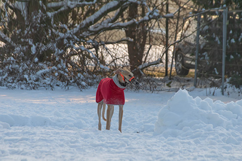 Hundewiese Eickhorst