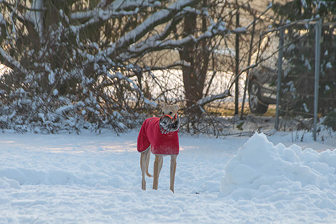 Hundewiese Eickhorst