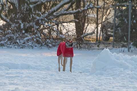 Hundewiese Eickhorst