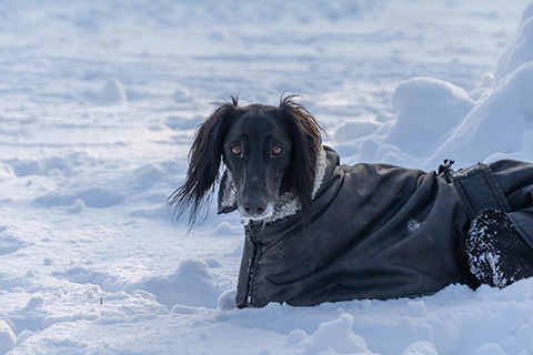 Hundewiese Eickhorst