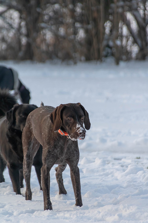 Hundewiese Eickhorst