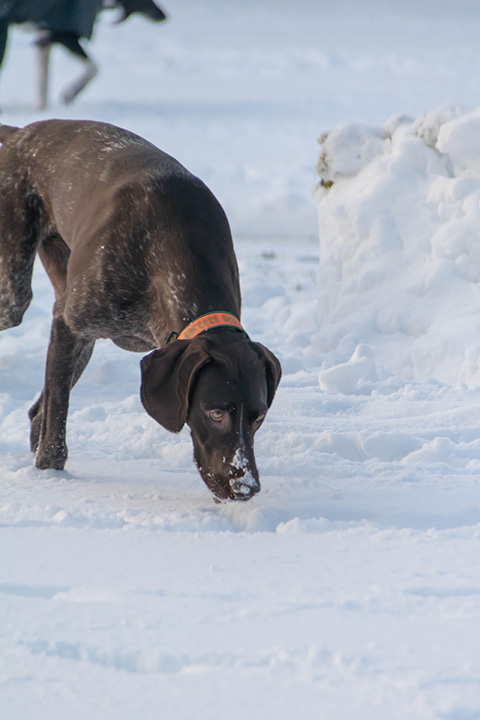 Hundewiese Eickhorst