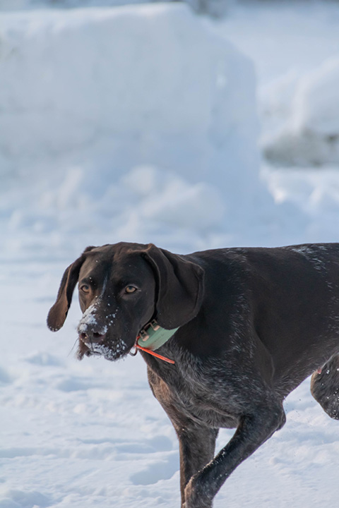 Hundewiese Eickhorst