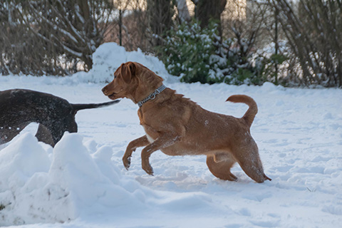 Hundewiese Eickhorst