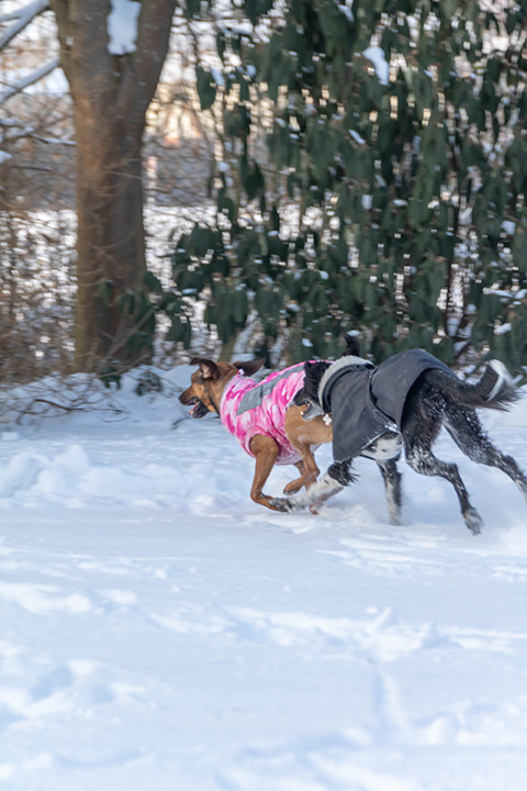 Hundewiese Eickhorst