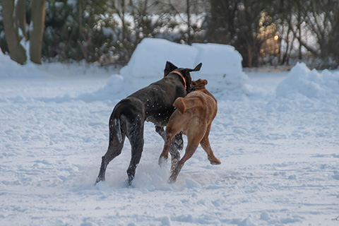 Hundewiese Eickhorst
