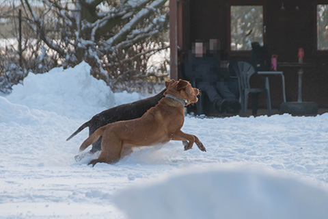 Hundewiese Eickhorst
