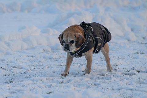 Hundewiese Eickhorst