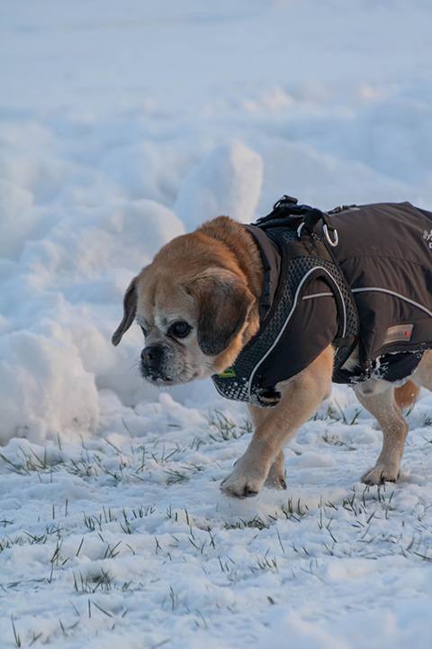 Hundewiese Eickhorst