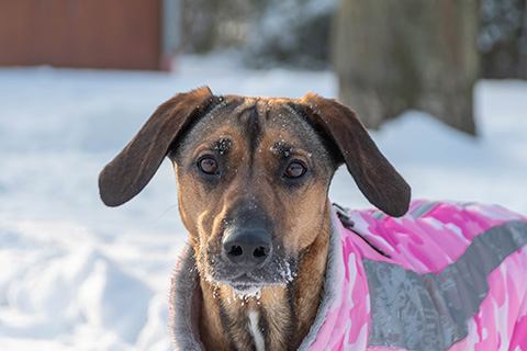 Hundewiese Eickhorst