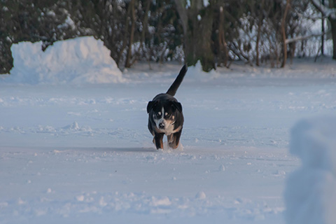 Hundewiese Eickhorst