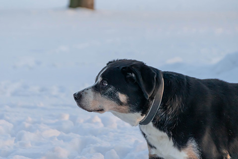 Hundewiese Eickhorst