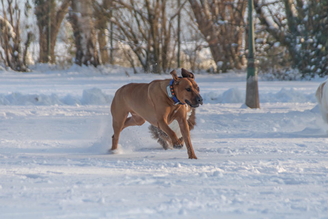 Hundewiese Eickhorst