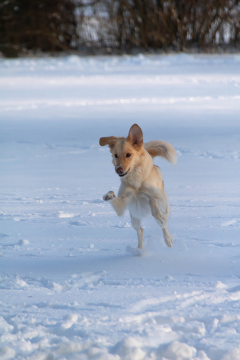 Hundewiese Eickhorst