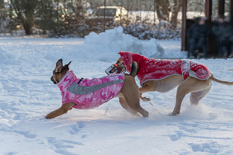 Hundewiese Eickhorst