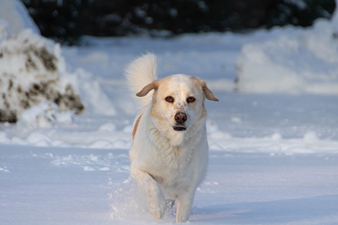 Hundewiese Eickhorst