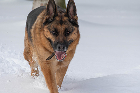 Hundewiese Eickhorst